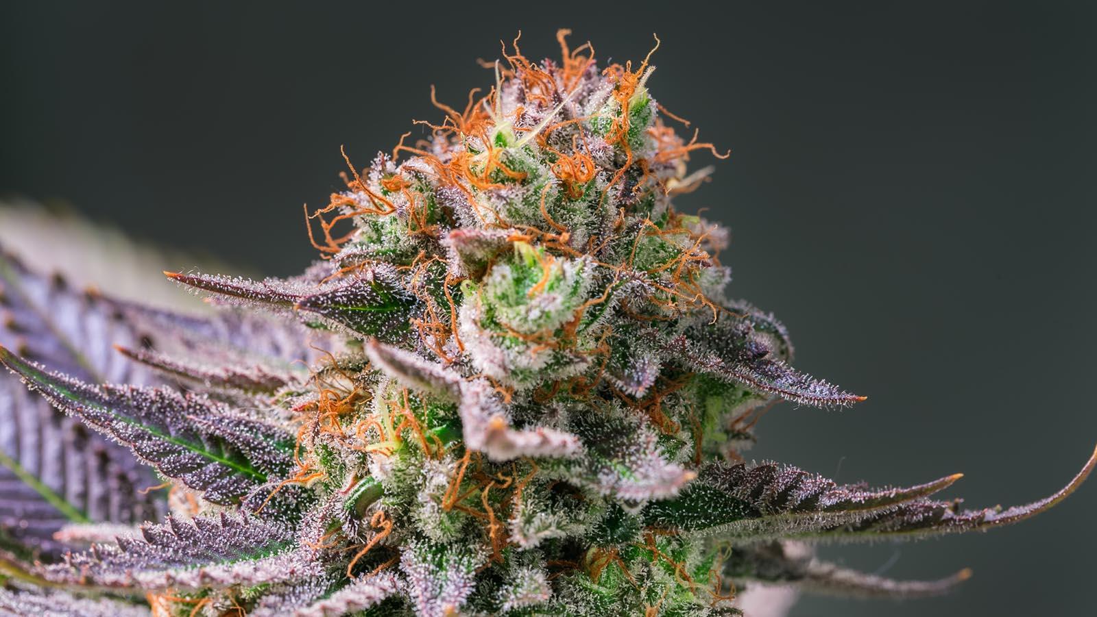 best sativa strains